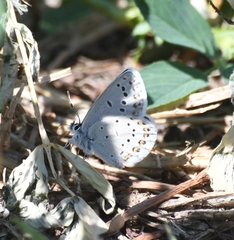 Plebejus anna