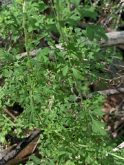 Xanthosia stellata