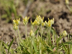 Ceratocephala falcata