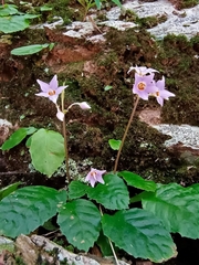 Conandron ramondioides