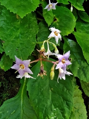 Conandron ramondioides