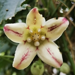 Cynanchum pulchellum