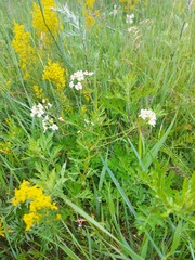 Dontostemon pinnatifidus