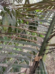 Arenga pinnata