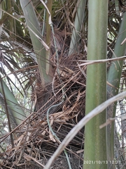 Arenga pinnata