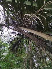 Arenga pinnata