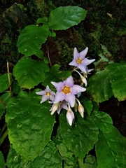 Conandron ramondioides