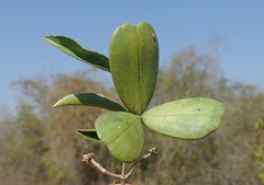 Loeseneriella