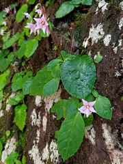 Conandron ramondioides