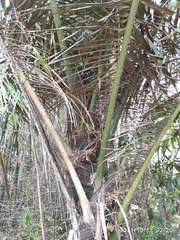 Arenga pinnata