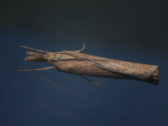 Agriphila tristella
