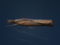 Agriphila tristella