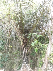 Arenga pinnata