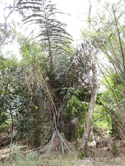 Arenga pinnata