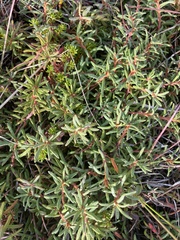 Rhododendron tomentosum