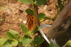 Polygonia c-aureum
