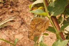 Polygonia c-aureum