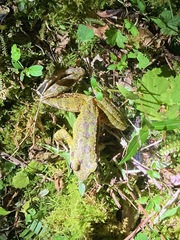 Odorrana amamiensis