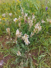 Oxytropis baicalia