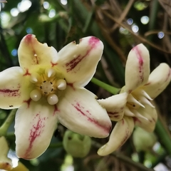 Cynanchum pulchellum