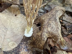 Lentaria micheneri