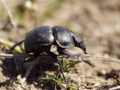 Lethrus apterus
