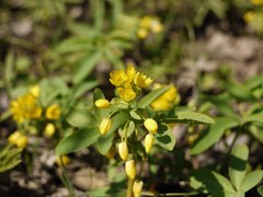 Gymnospermium odessanum