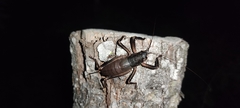 Nesoecia