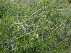 Loeseneriella rubiginosa image