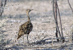 Eupodotis ruficrista