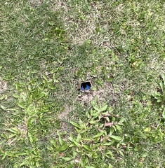 Junonia orithya orithya