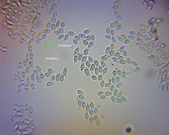 Hygrophorus involutus image