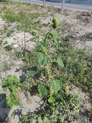 Helianthus annuus