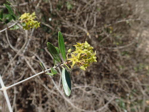 Loeseneriella rubiginosa image