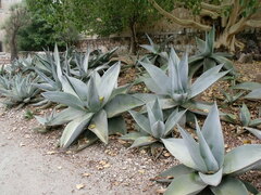 Agave guiengola