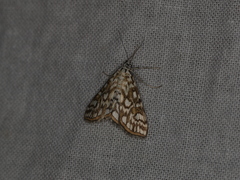 Elophila nymphaeata