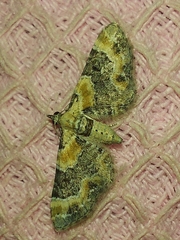 Eupithecia linariata