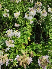 Saponaria officinalis