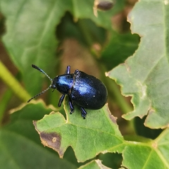 Platycorynus peregrinus