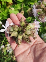 Saponaria officinalis