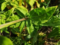 Saponaria officinalis