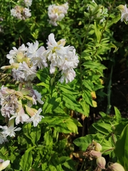 Saponaria officinalis