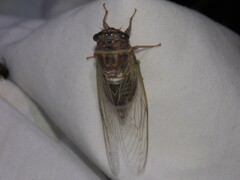 Diceroprocta vitripennis