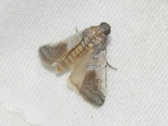 Chararica hystriculella