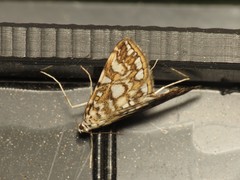 Elophila nymphaeata