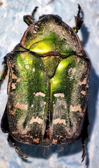 Protaetia marginicollis