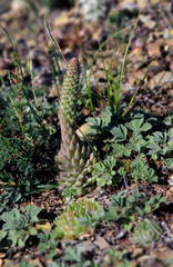 Orostachys spinosa