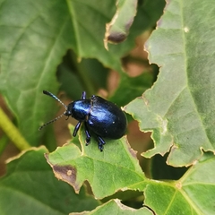 Platycorynus peregrinus