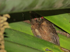 Otus rutilus rutilus