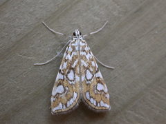 Elophila nymphaeata